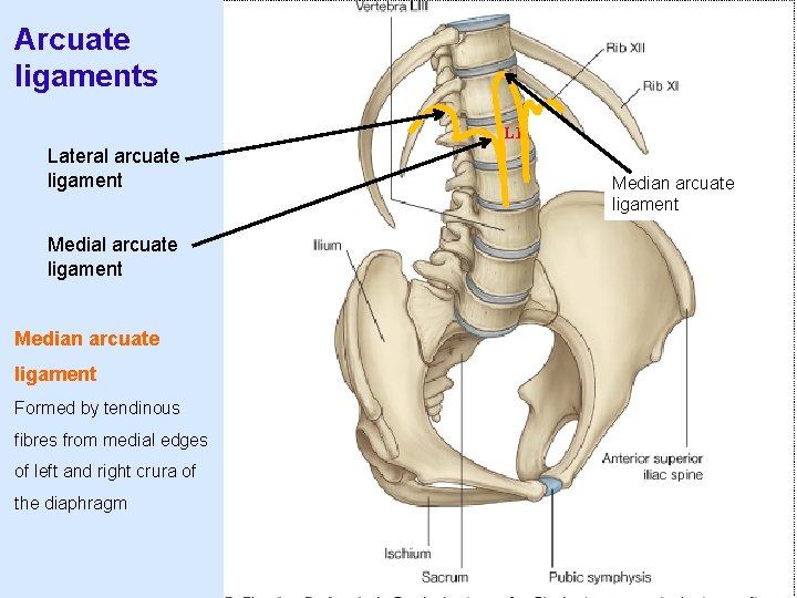 Arcuate ligaments L 1 Lateral arcuate ligament Median arcuate ligament Formed by tendinous fibres