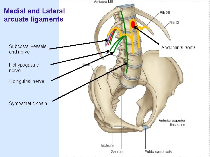 Medial and Lateral arcuate ligaments Subcostal vessels and nerve Iliohypogastric nerve Ilioinguinal nerve Sympathetic