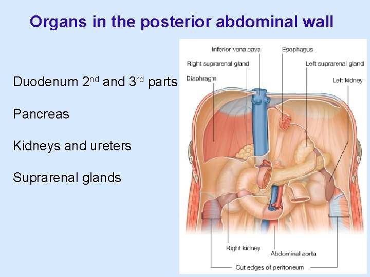 Organs in the posterior abdominal wall Duodenum 2 nd and 3 rd parts Pancreas