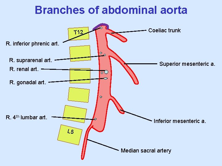 Branches of abdominal aorta T 12 Coeliac trunk R. inferior phrenic art. R. suprarenal