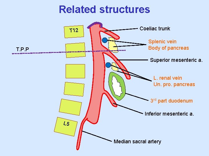 Related structures T 12 Coeliac trunk Splenic vein Body of pancreas T. P. P