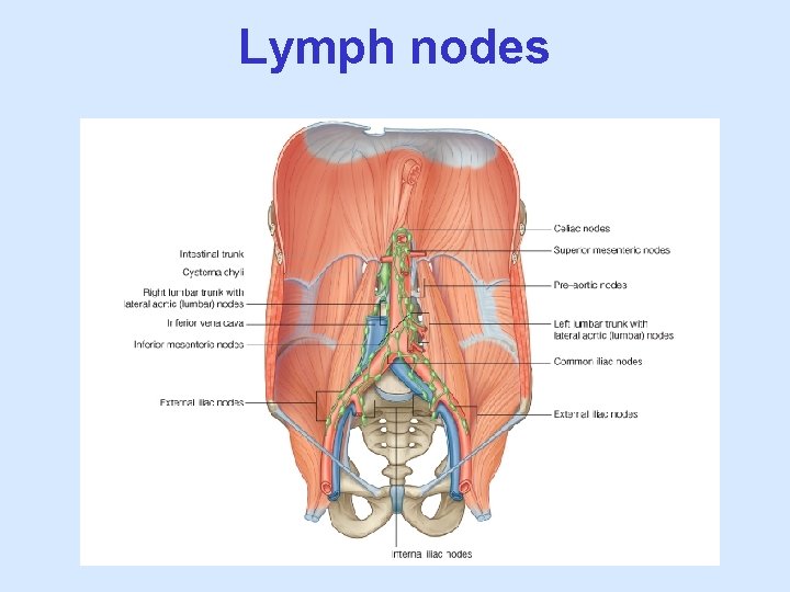 Lymph nodes 