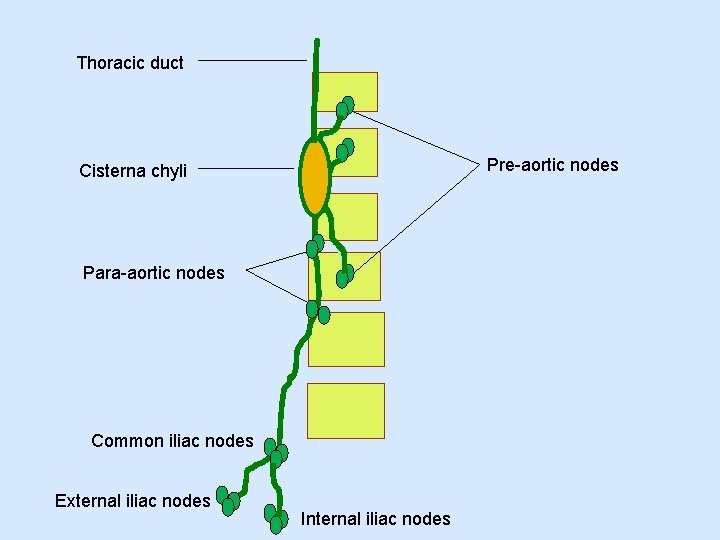 Thoracic duct Pre-aortic nodes Cisterna chyli Para-aortic nodes Common iliac nodes External iliac nodes