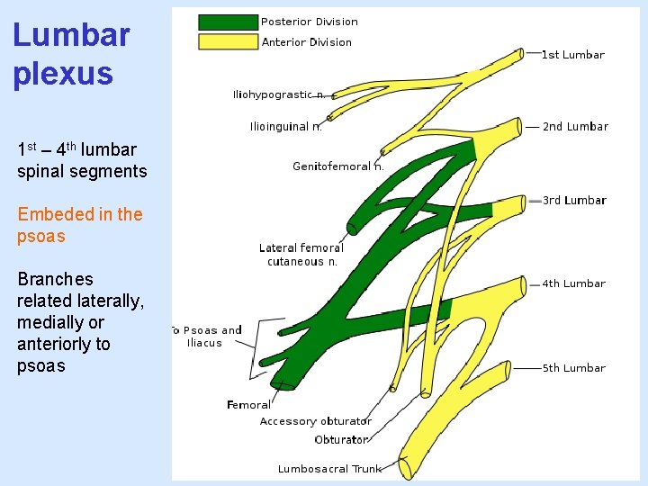 Lumbar plexus 1 st – 4 th lumbar spinal segments Embeded in the psoas