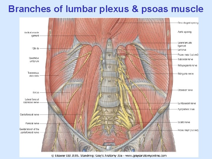 Branches of lumbar plexus & psoas muscle 