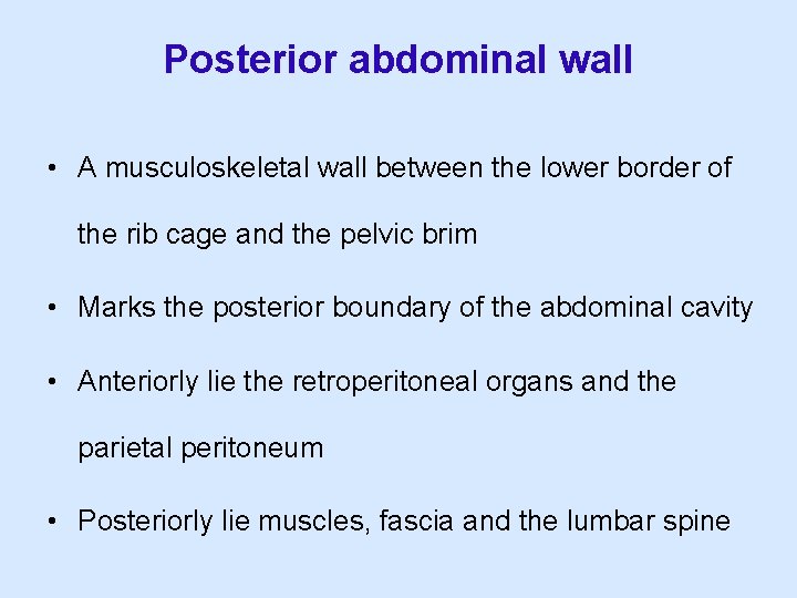 Posterior abdominal wall • A musculoskeletal wall between the lower border of the rib