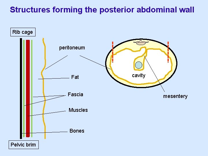 Structures forming the posterior abdominal wall Rib cage peritoneum Fat Fascia Muscles Bones Pelvic