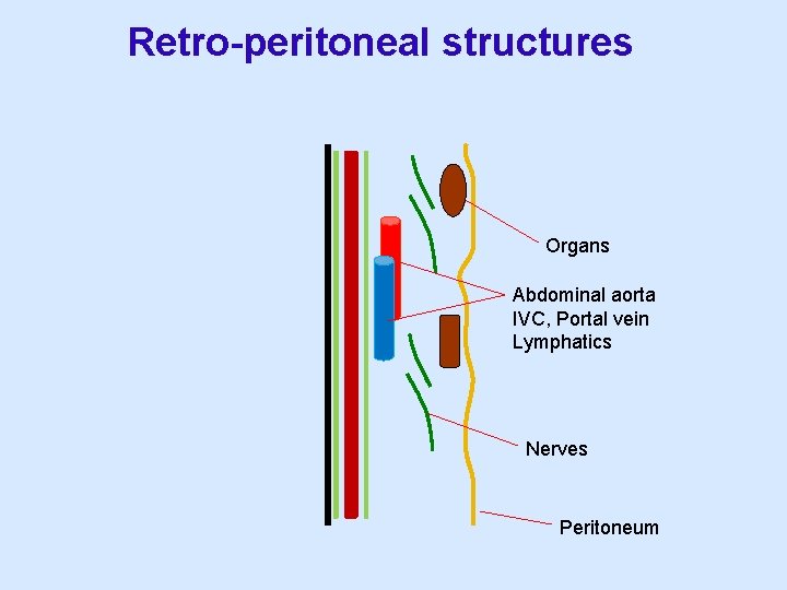 Retro-peritoneal structures Organs Abdominal aorta IVC, Portal vein Lymphatics Nerves Peritoneum 