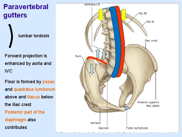 Paravertebral gutters lumbar lordosis Forward projection is enhanced by aorta and IVC Floor is