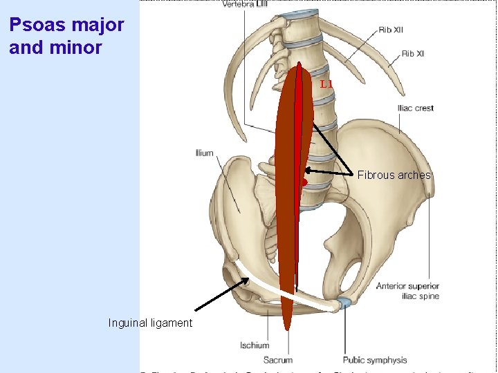 Psoas major and minor L 1 Fibrous arches Inguinal ligament 
