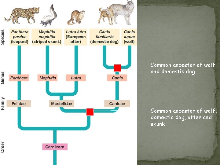 Common ancestor of wolf and domestic dog Common ancestor of wolf, domestic dog, otter