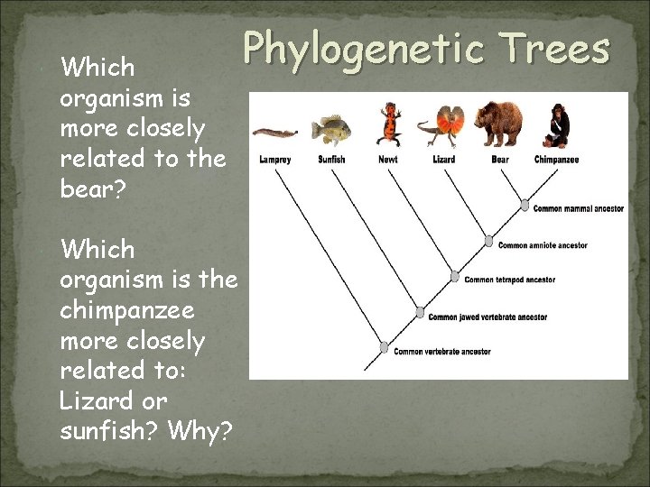  Which organism is more closely related to the bear? Which organism is the