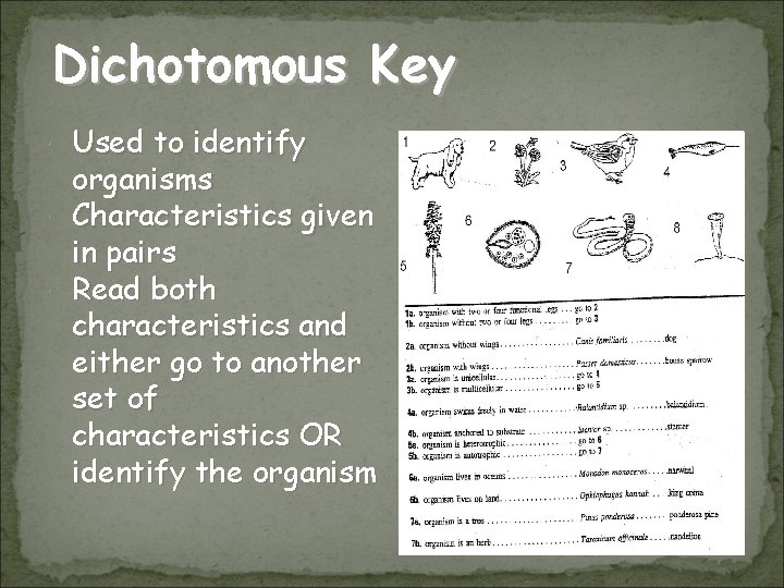 Dichotomous Key Used to identify organisms Characteristics given in pairs Read both characteristics and