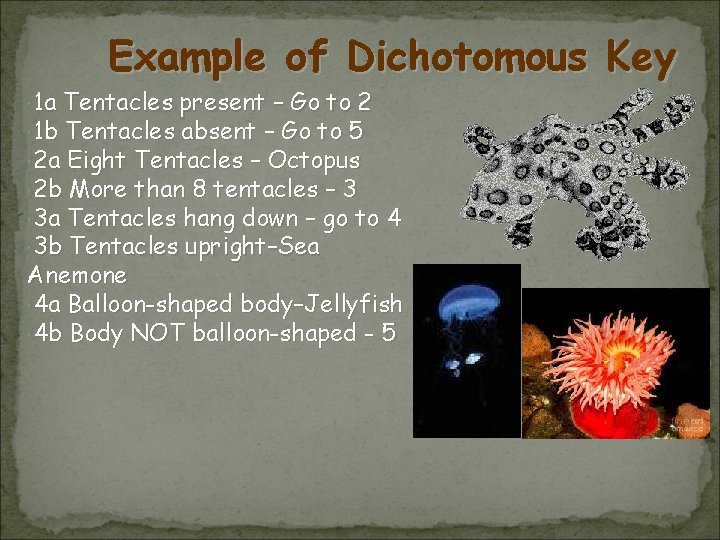  1 a Example of Dichotomous Key Tentacles present – Go to 2 1