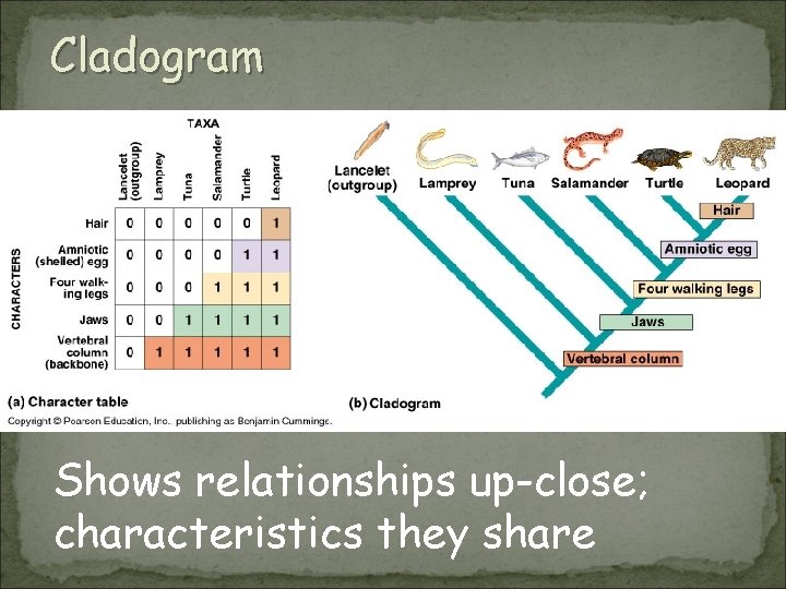 Cladogram Shows relationships up-close; characteristics they share 