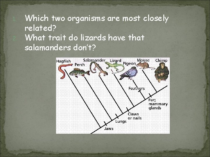 1. 2. Which two organisms are most closely related? What trait do lizards have