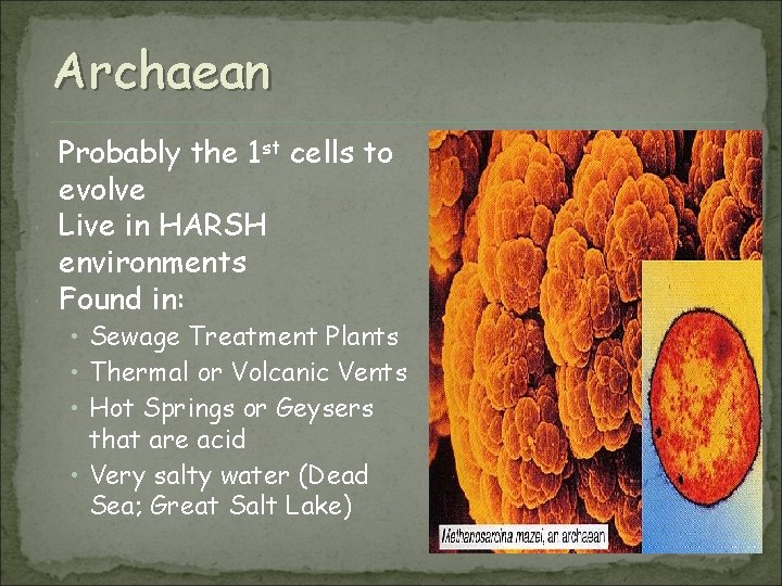 Archaean Probably the 1 st cells to evolve Live in HARSH environments Found in: