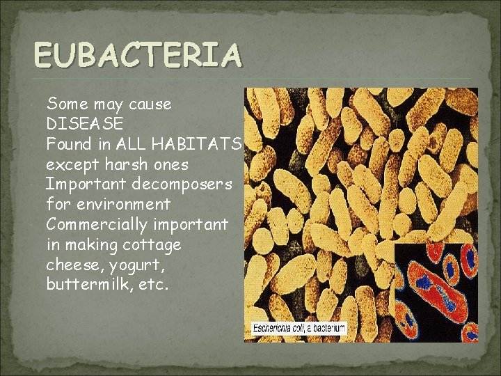 EUBACTERIA Some may cause DISEASE Found in ALL HABITATS except harsh ones Important decomposers