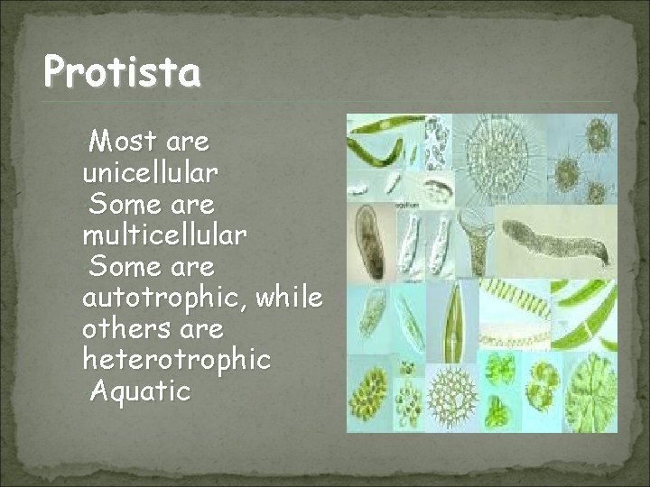 Protista Most are unicellular Some are multicellular Some are autotrophic, while others are heterotrophic
