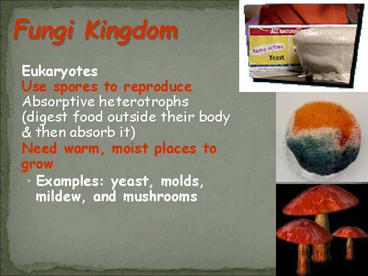 Fungi Kingdom Eukaryotes Use spores to reproduce Absorptive heterotrophs (digest food outside their body