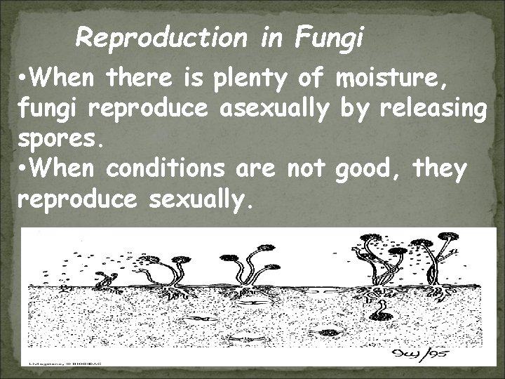Reproduction in Fungi • When there is plenty of moisture, fungi reproduce asexually by