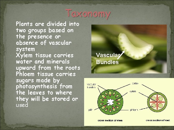 Taxonomy Plants are divided into two groups based on the presence or absence of