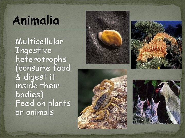 Animalia Multicellular Ingestive heterotrophs (consume food & digest it inside their bodies) Feed on
