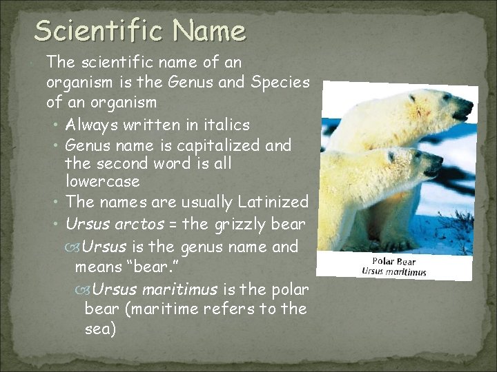 Scientific Name The scientific name of an organism is the Genus and Species of