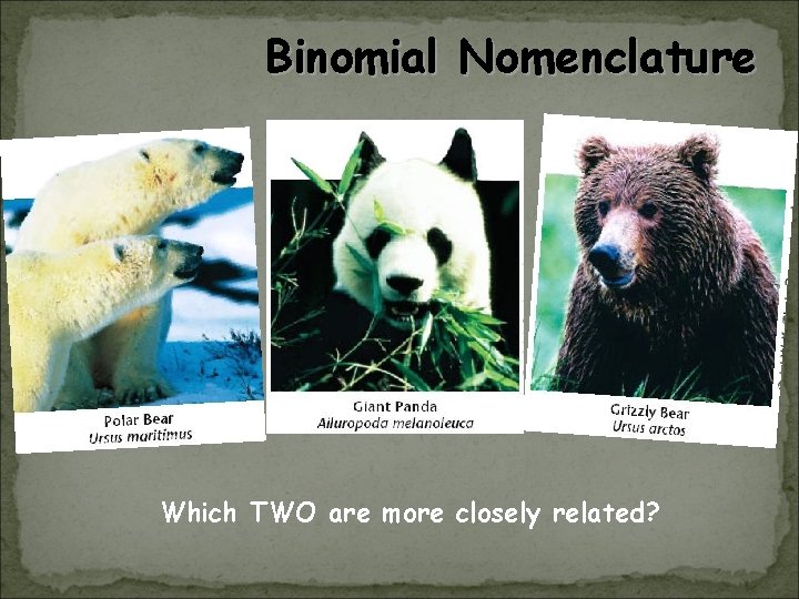 Binomial Nomenclature Which TWO are more closely related? 