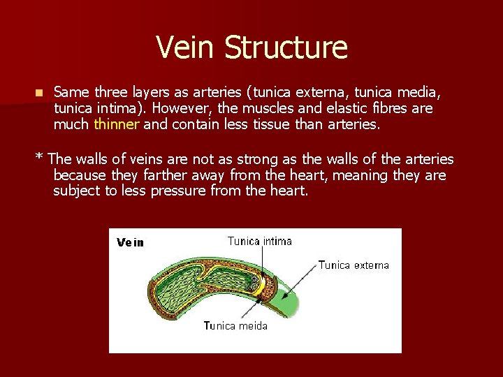 Vein Structure n Same three layers as arteries (tunica externa, tunica media, tunica intima).