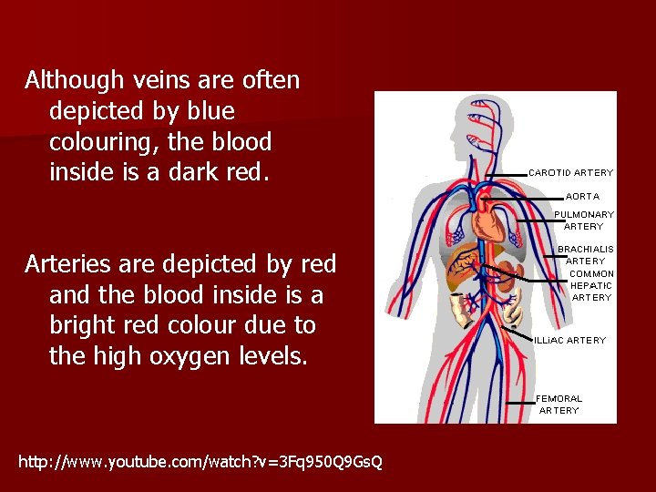 Although veins are often depicted by blue colouring, the blood inside is a dark