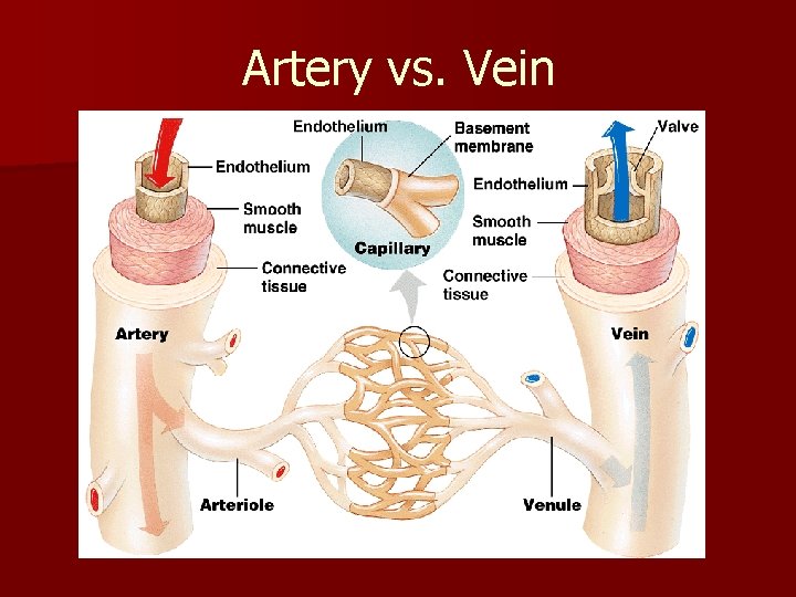 Artery vs. Vein 