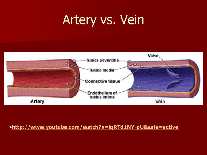 Artery vs. Vein • http: //www. youtube. com/watch? v=iq. RTd 1 NY-p. U&safe=active 