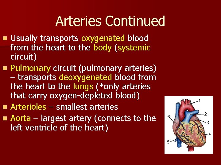 Arteries Continued n n Usually transports oxygenated blood from the heart to the body
