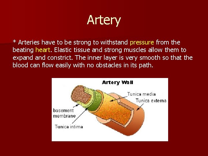 Artery * Arteries have to be strong to withstand pressure from the beating heart.