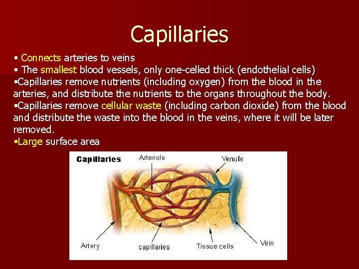 Capillaries § Connects arteries to veins § The smallest blood vessels, only one-celled thick