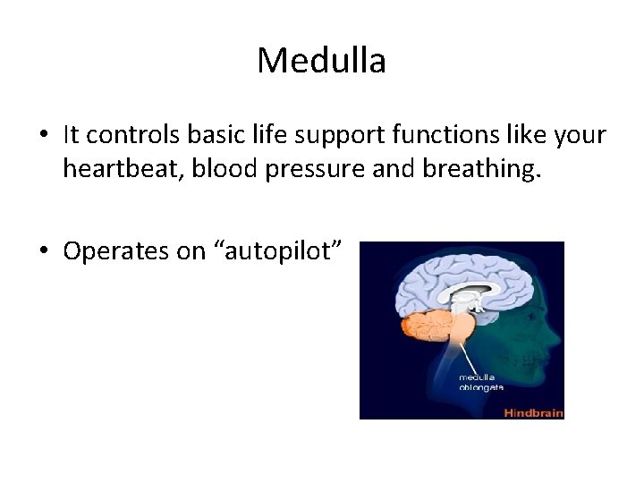 Medulla • It controls basic life support functions like your heartbeat, blood pressure and