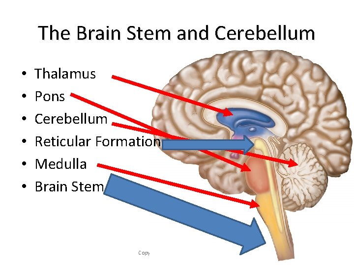 The Brain Stem and Cerebellum • • • Thalamus Pons Cerebellum Reticular Formation Medulla