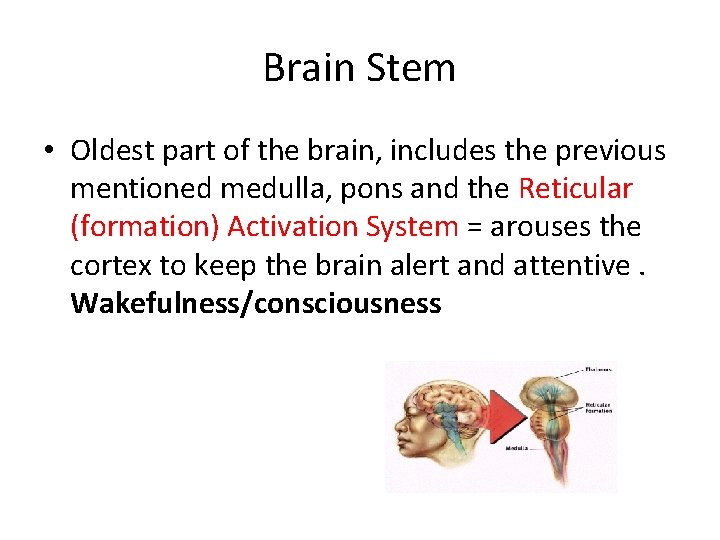 Brain Stem • Oldest part of the brain, includes the previous mentioned medulla, pons