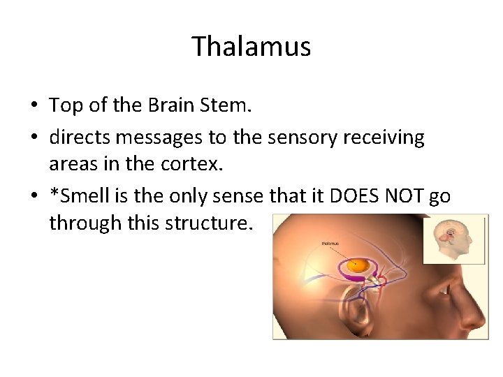 Thalamus • Top of the Brain Stem. • directs messages to the sensory receiving
