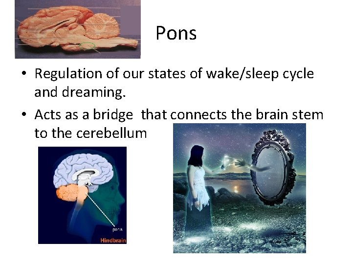Pons • Regulation of our states of wake/sleep cycle and dreaming. • Acts as