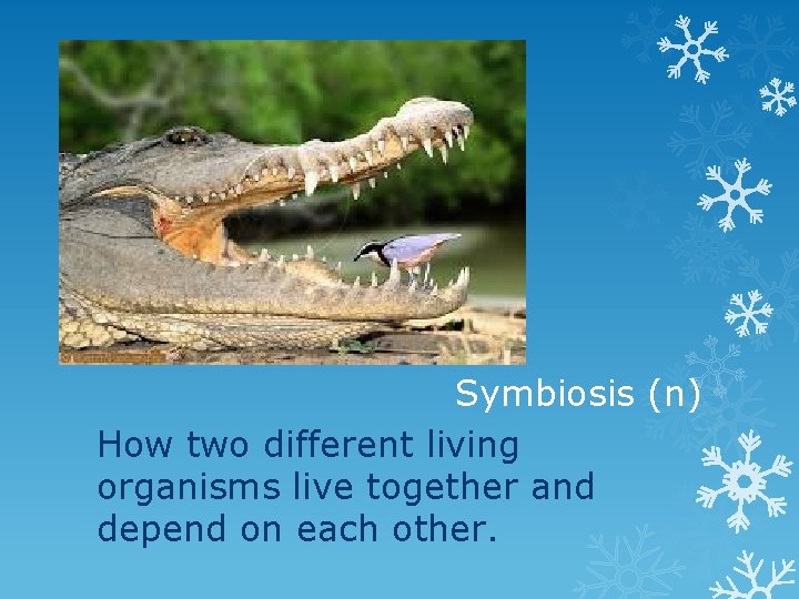 Symbiosis (n) How two different living organisms live together and depend on each other.