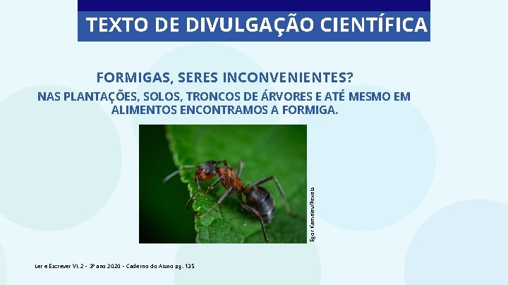 TEXTO DE DIVULGAÇÃO CIENTÍFICA FORMIGAS, SERES INCONVENIENTES? Egor Kamelev/Pexels NAS PLANTAÇÕES, SOLOS, TRONCOS DE