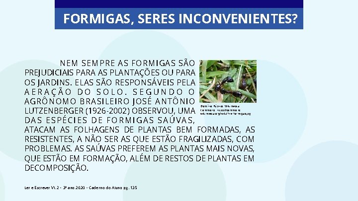 FORMIGAS, SERES INCONVENIENTES? NEM SEMPRE AS FORMIGAS SÃO PREJUDICIAIS PARA AS PLANTAÇÕES OU PARA