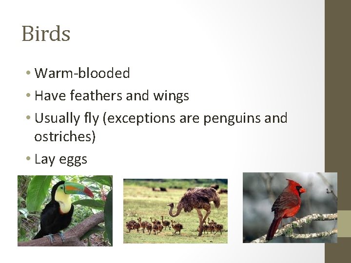 Birds • Warm-blooded • Have feathers and wings • Usually fly (exceptions are penguins