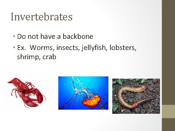 Invertebrates • Do not have a backbone • Ex. Worms, insects, jellyfish, lobsters, shrimp,