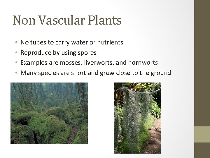 Non Vascular Plants • • No tubes to carry water or nutrients Reproduce by