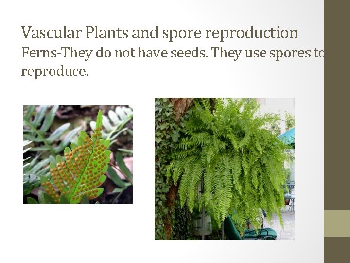 Vascular Plants and spore reproduction Ferns-They do not have seeds. They use spores to