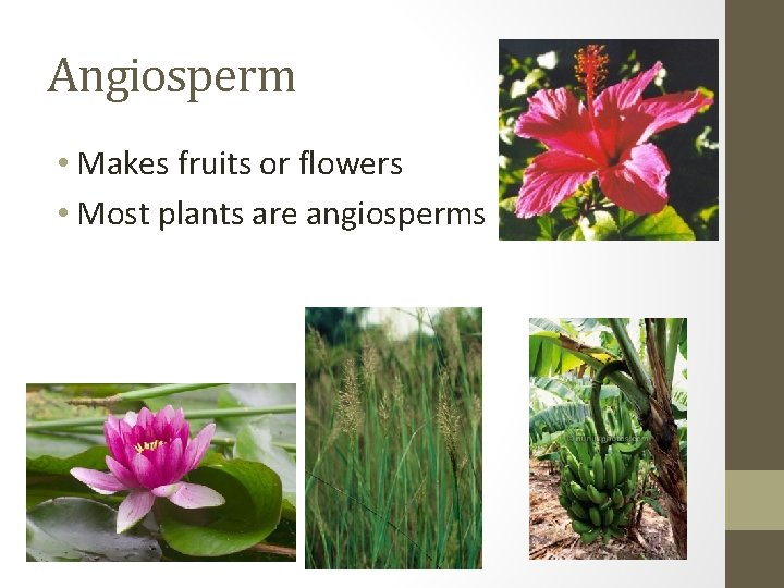 Angiosperm • Makes fruits or flowers • Most plants are angiosperms 