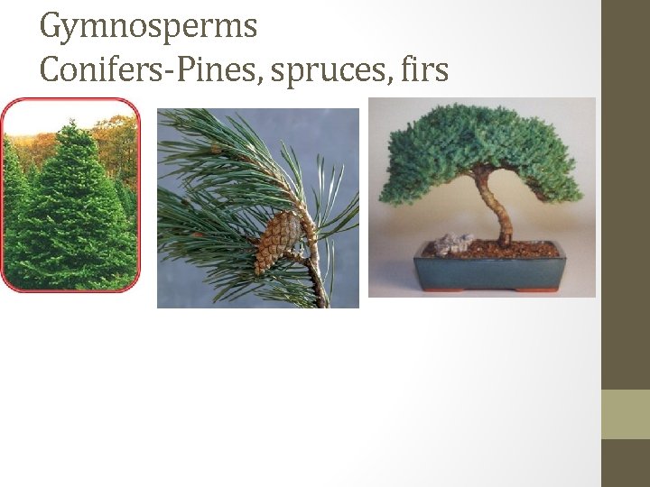 Gymnosperms Conifers-Pines, spruces, firs 